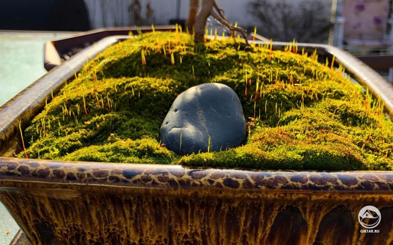 Мох в горшке для бонсай