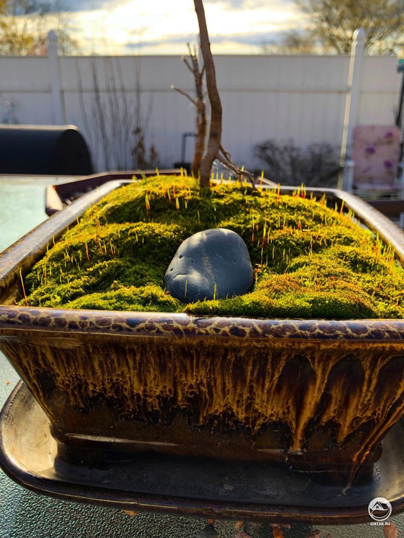 Мох в горшке для бонсай