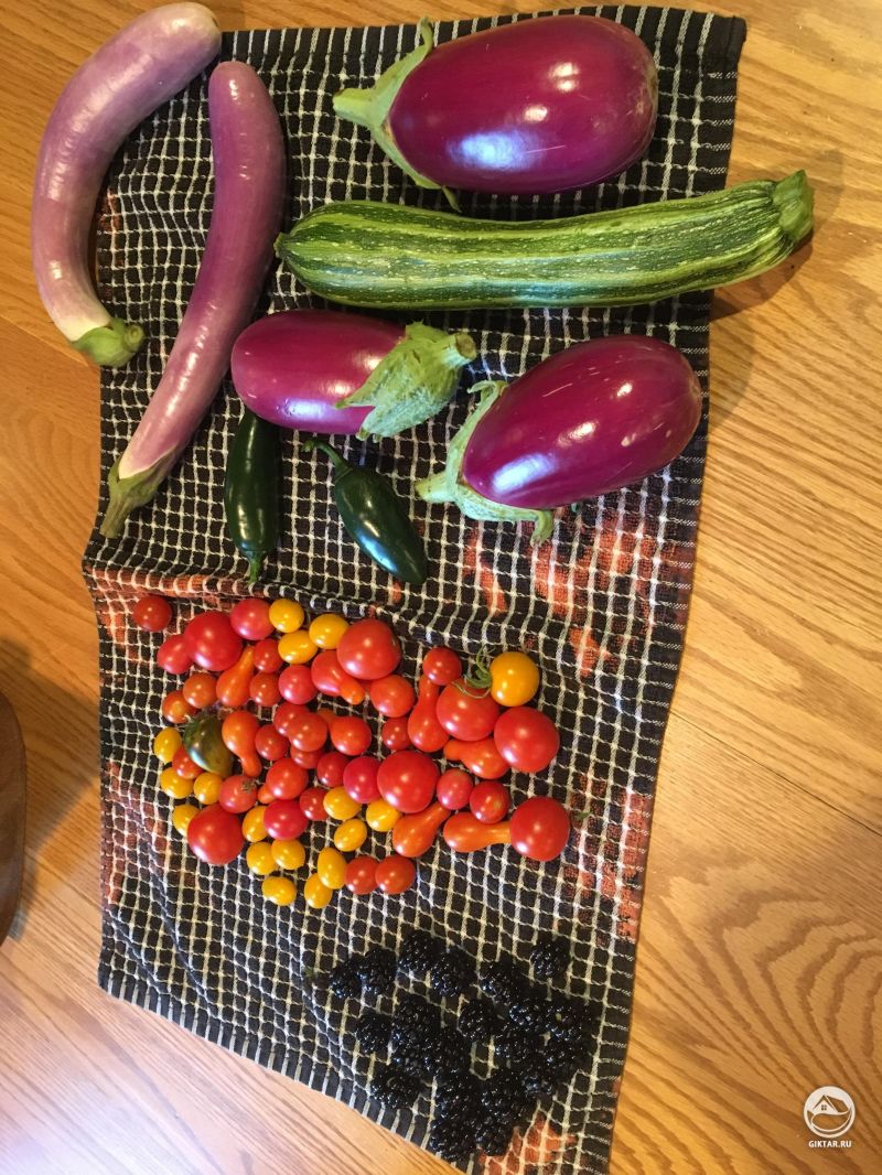 Этим утром собрали с огорода :)