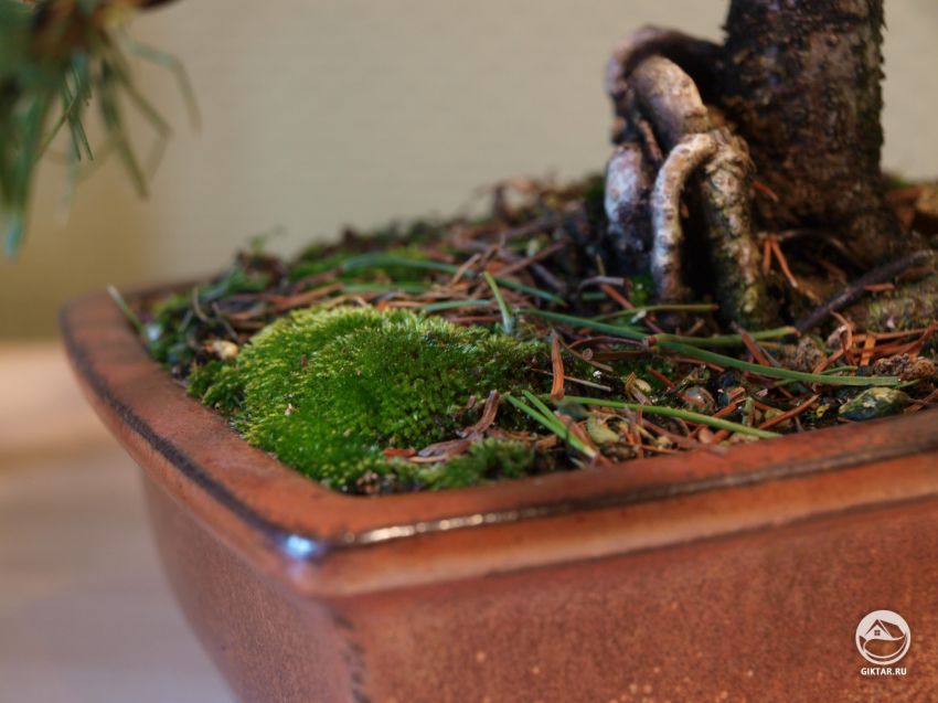 Мое хобби: растущий бонсай!