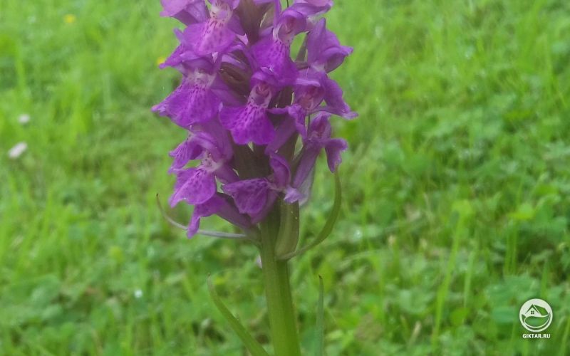 Дикая орхидея в поле