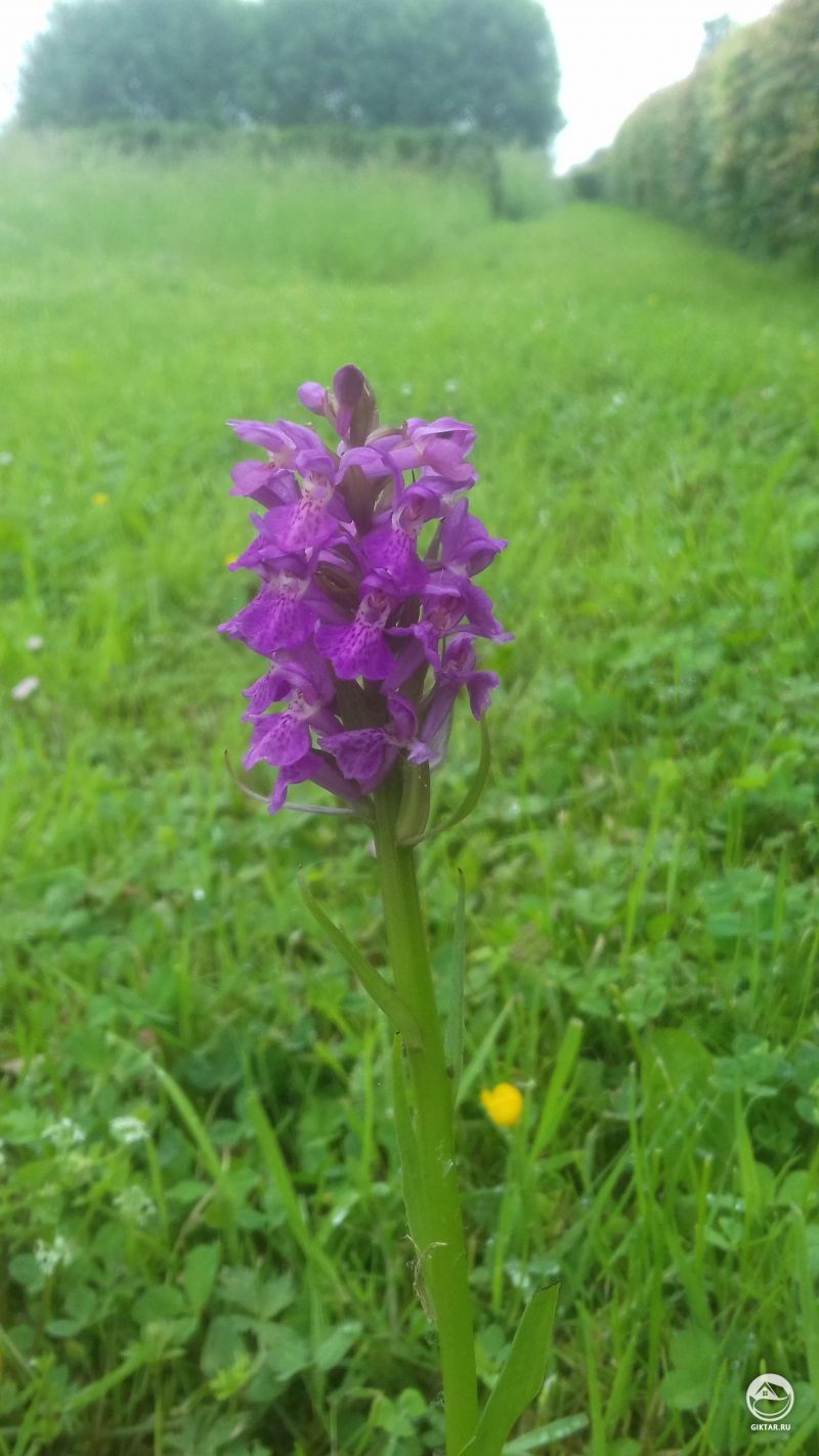 Дикая орхидея в поле