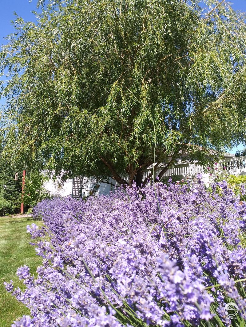 Миру нужно больше лаванда и ивы