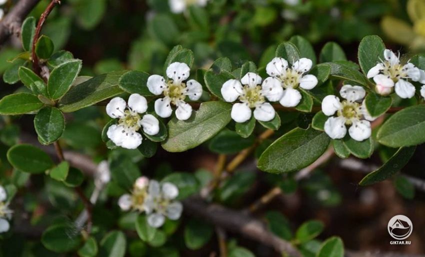 Кизильник горизонтальный с цветами Кизильник горизонтальный. Цветение.