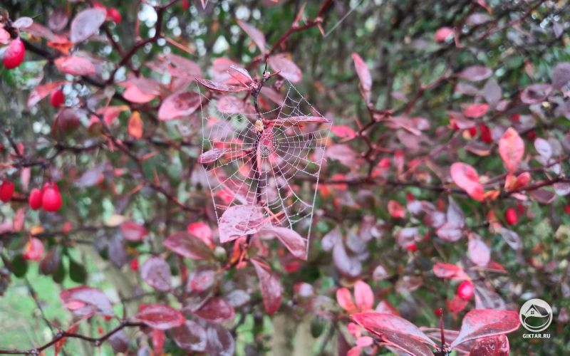 Паучок сплел паутину на верке барбариса