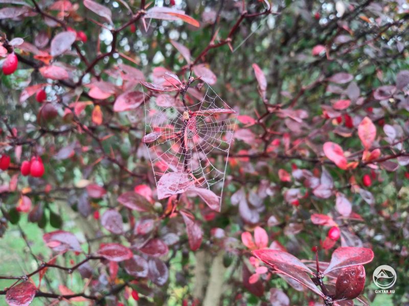 Паучок сплел паутину на верке барбариса