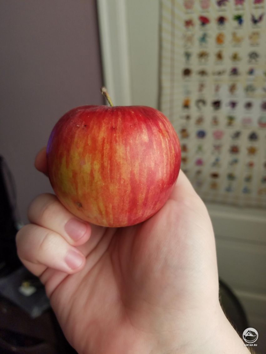 Помогите определить сорт яблока?