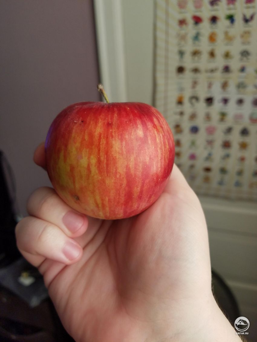 Помогите определить сорт яблока?