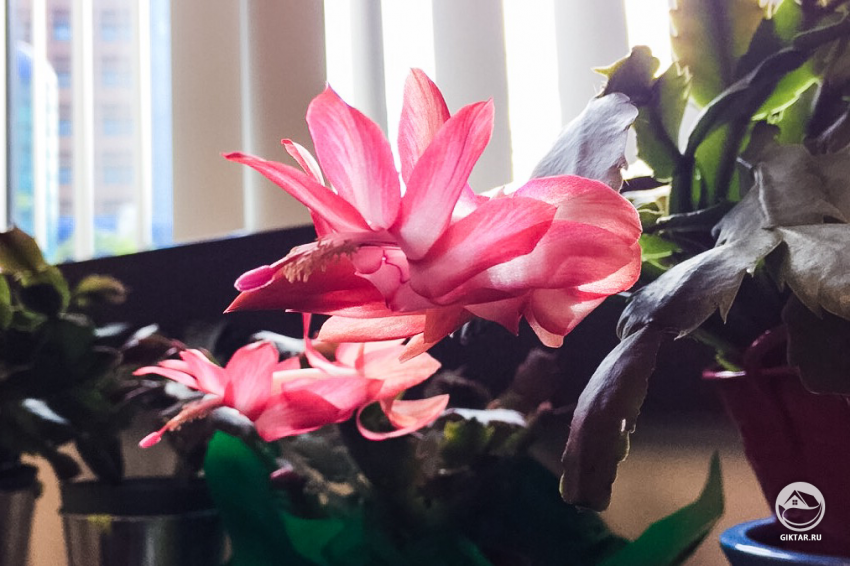 Нюансы выращивания декабриста