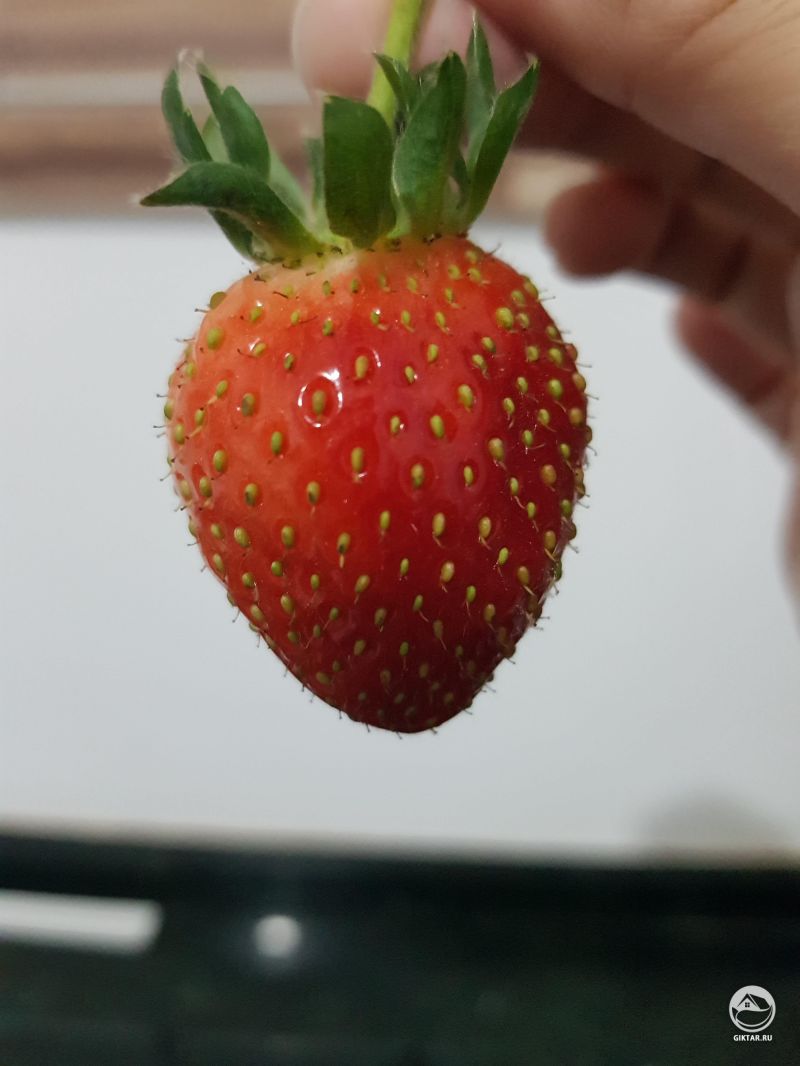 Моя первая клубника.