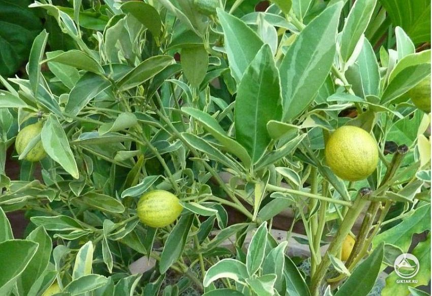 Пестролистный кумкват (Centennial Variegated kumquat) Пестролистный кумкват (Centennial Variegated kumquat)