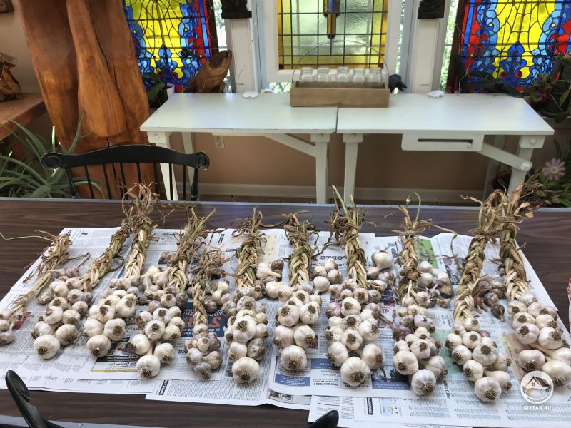 Урожай чеснока 2018