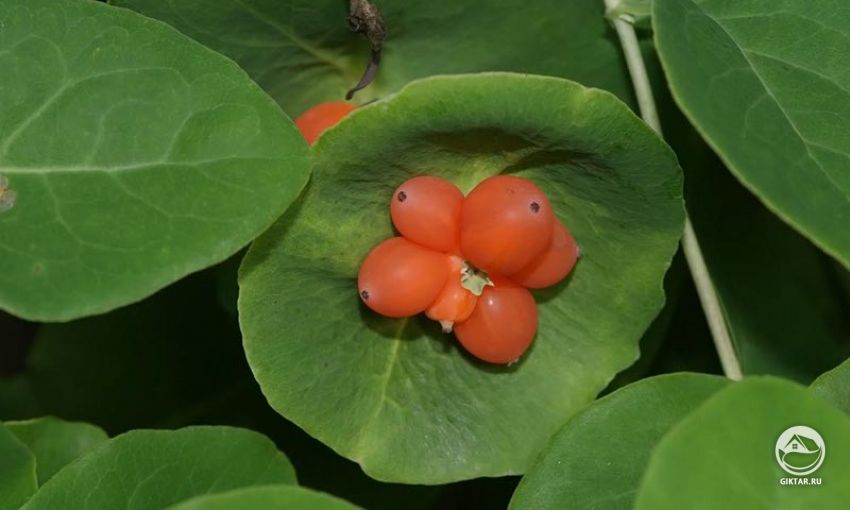 Каприфоль (Жимолость душистая) . Ягоды. Ягоды каприфоли (душистой жимолости)