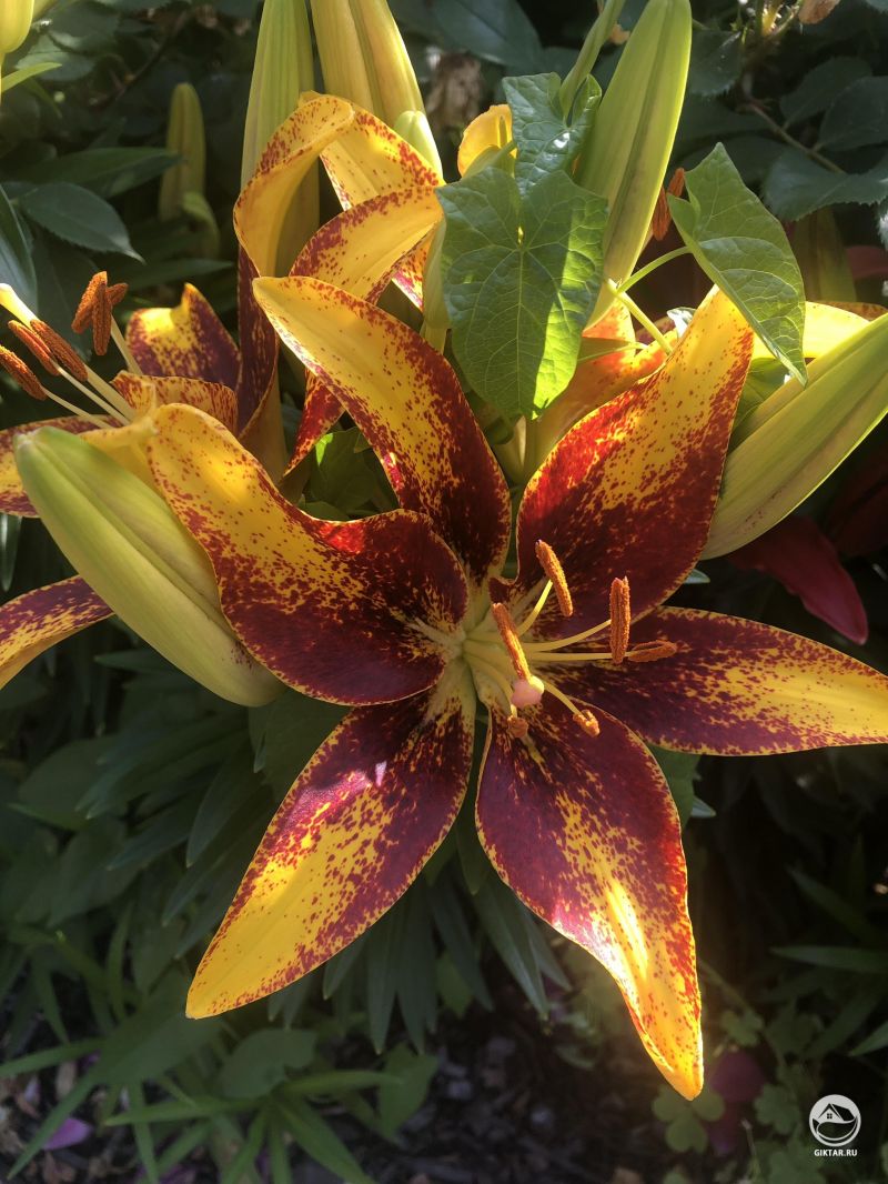 Лили не только красивы, но аромат у них просто прелесть