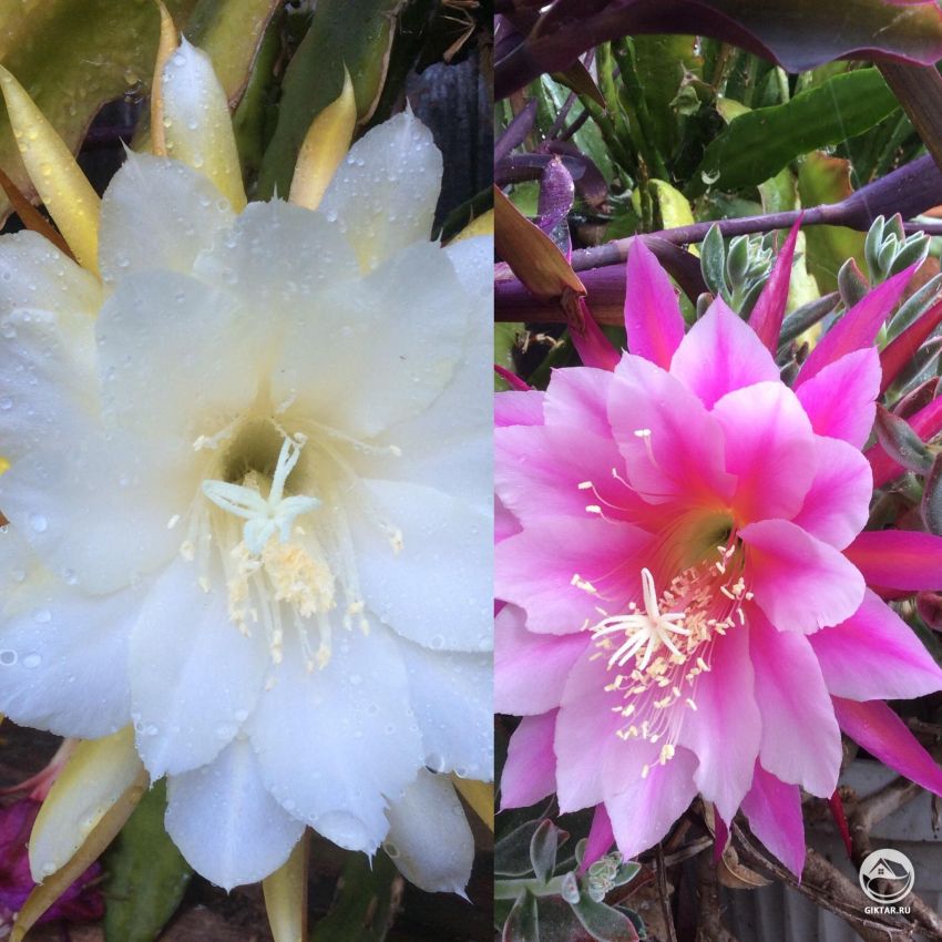 Кто-нибудь знает, что это за цветы?