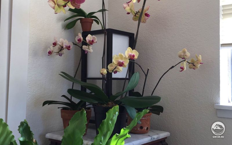Орхидейный уголок