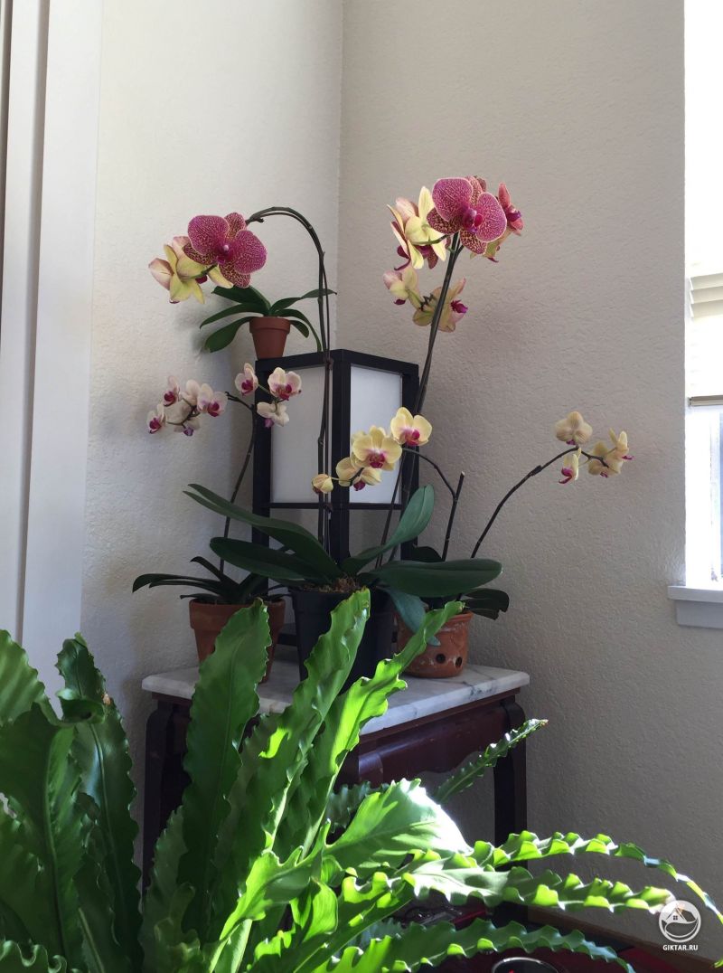 Орхидейный уголок