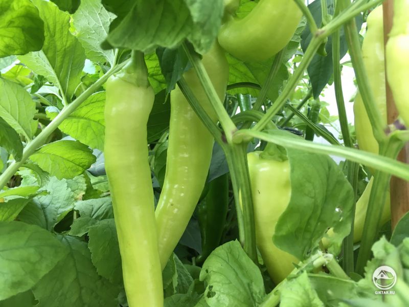 Мои банановые перцы кажется уже созрели.