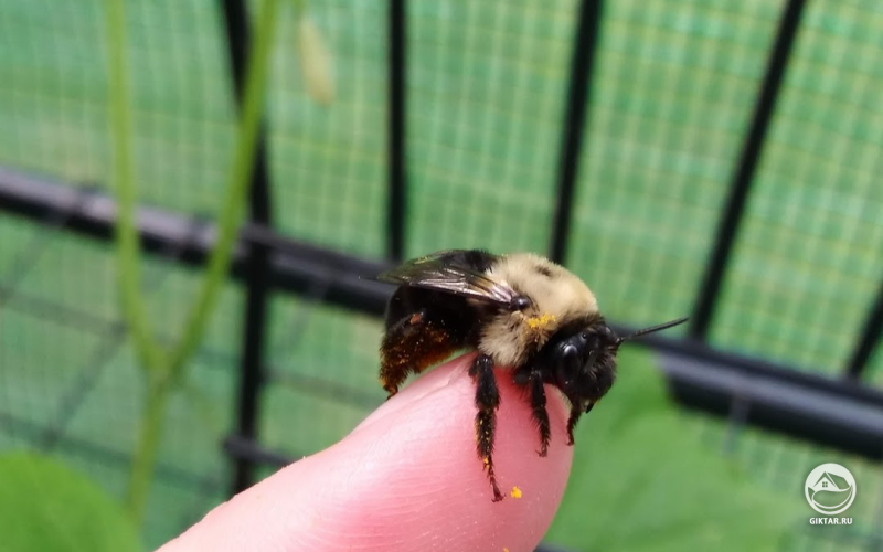 Пчелка села на палец