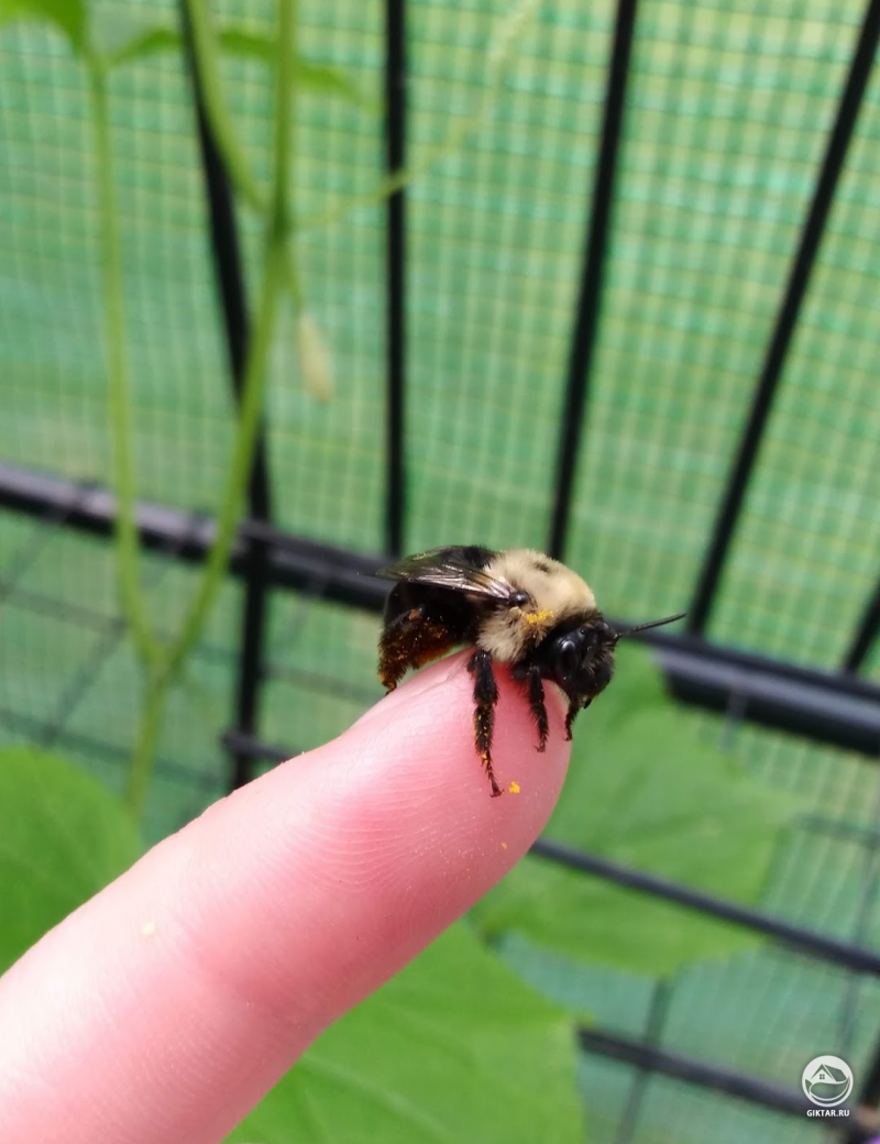 Пчелка села на палец