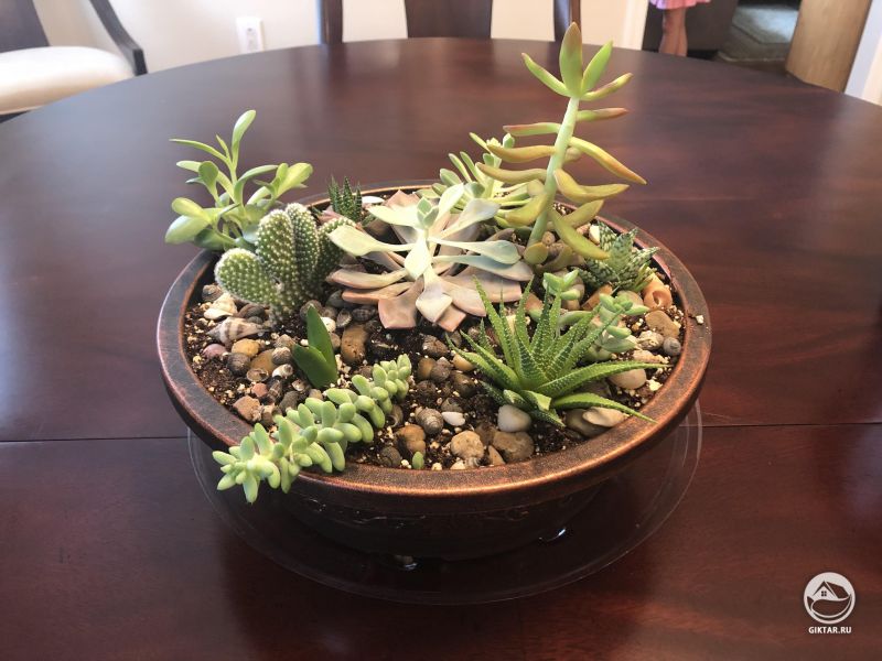 Горшок с суккулентами