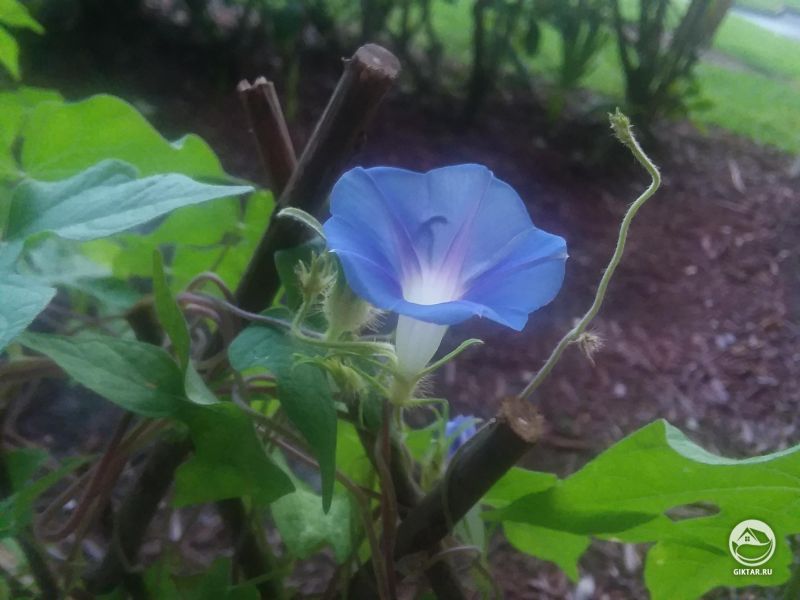 Цветок ипомеи ранним утром