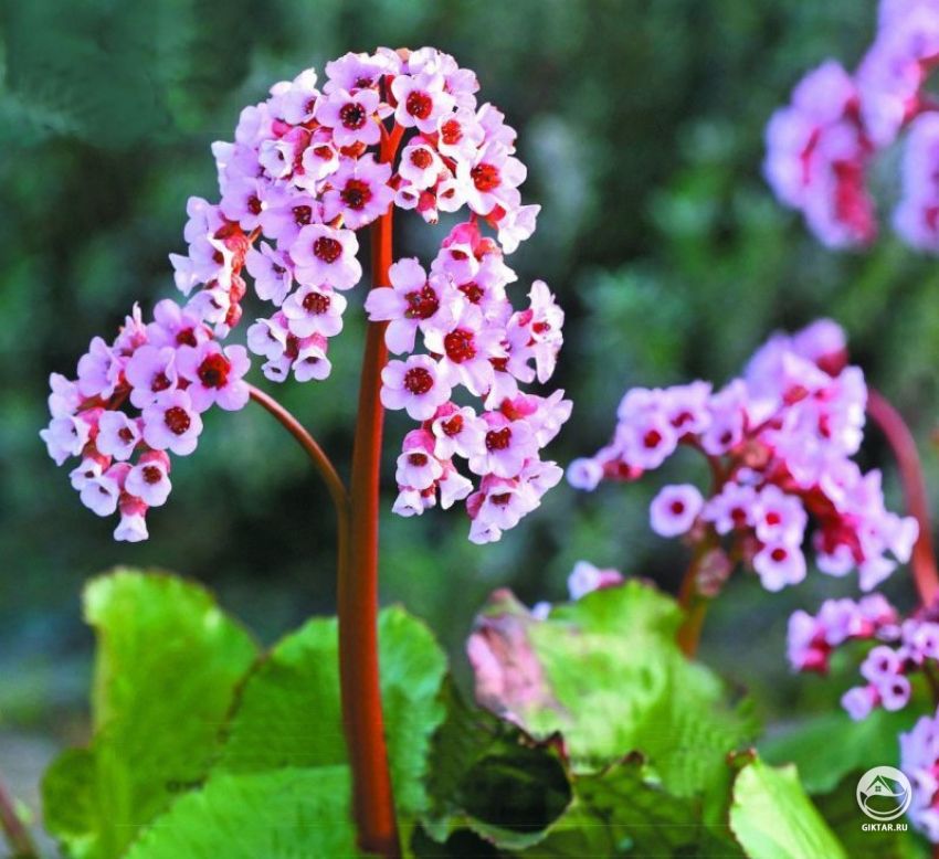 Бадан. Цветение Цветение бадана