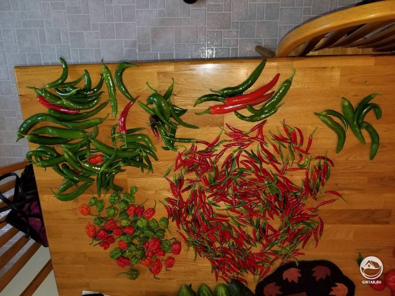 Урожай перца