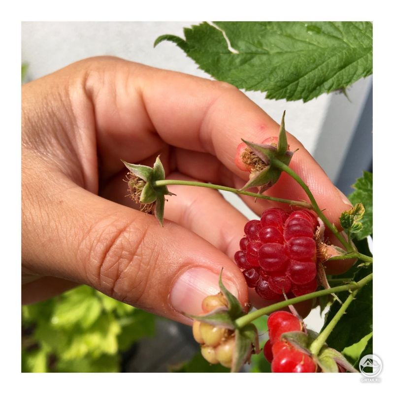 Наша первая малина, выращенная в горшке на террасе. Вкуснятина!