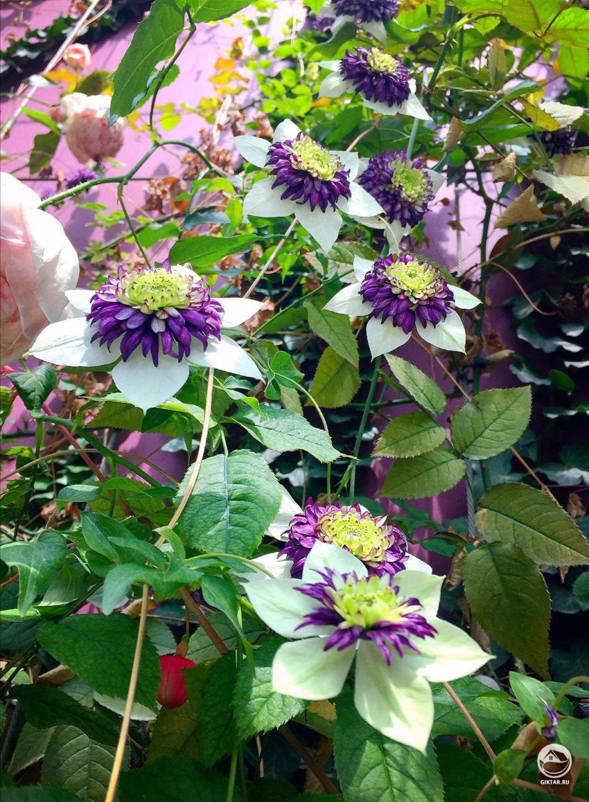 Кто может помочь мне опознать этот цветок?