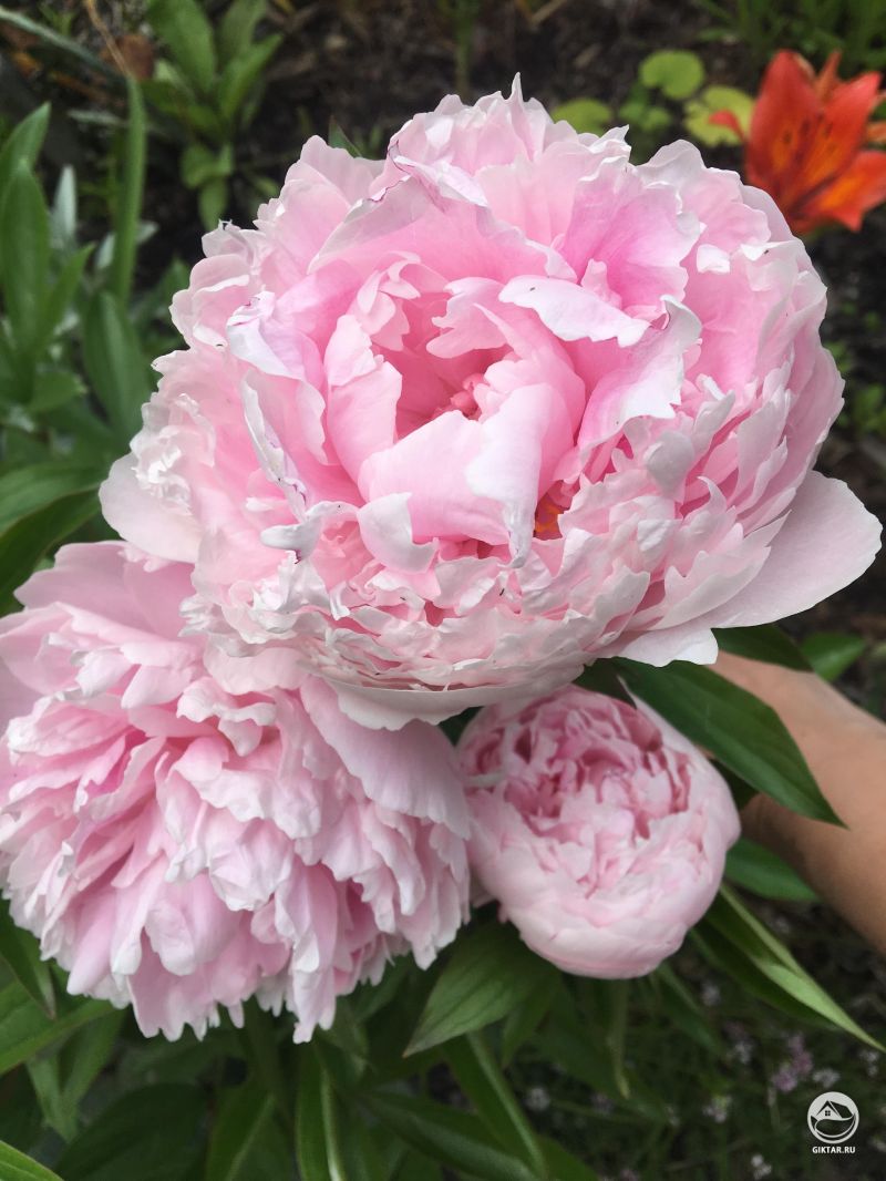 Розовые пионы. Ну почему они не могут остаться дольше?