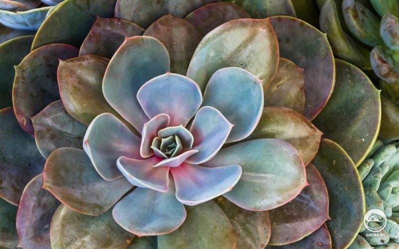 Удивительные цвета эхеверии Perle von Nurnberg
