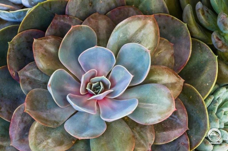 Удивительные цвета эхеверии Perle von Nurnberg
