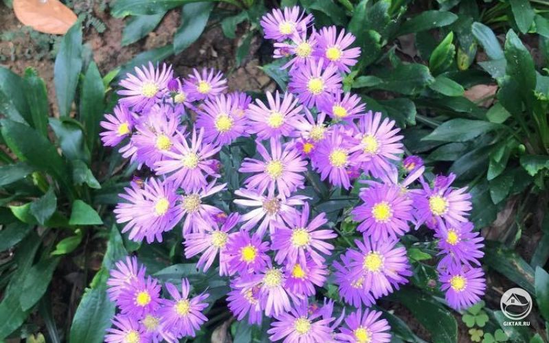 Фиолетовые многолетние астры.