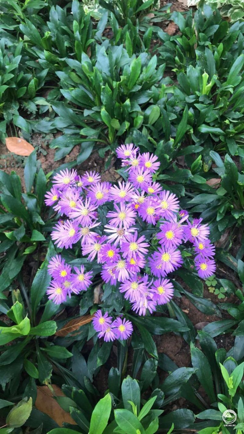 Фиолетовые многолетние астры.