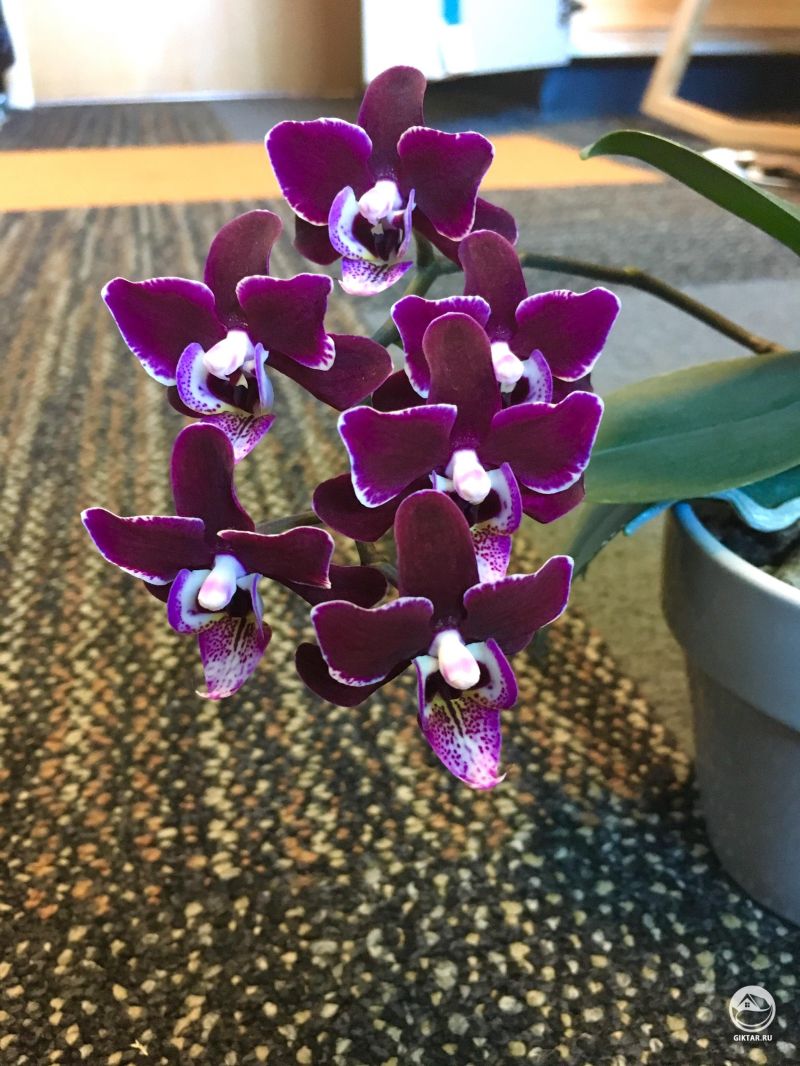 Цветущий фаленопсис