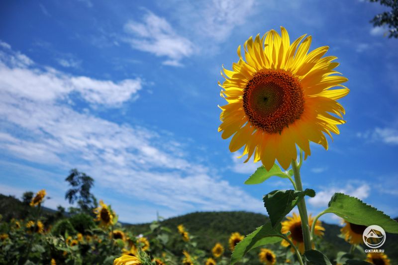 Подсолнух на солнце