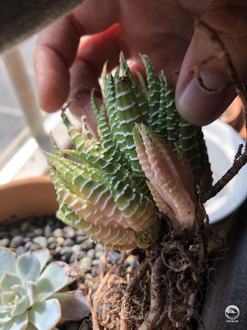 Розовые детки у Хавортии полосатой.