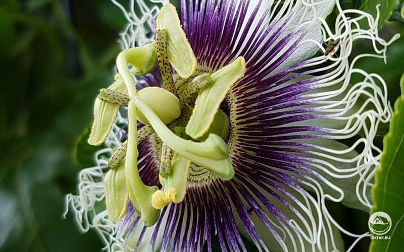 Моя пассифлора очень довольна, и я тоже.