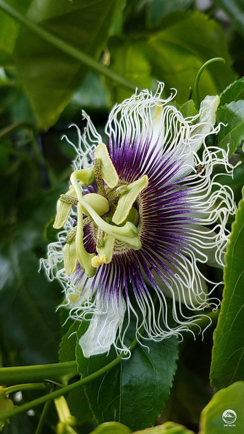 Моя пассифлора очень довольна, и я тоже.