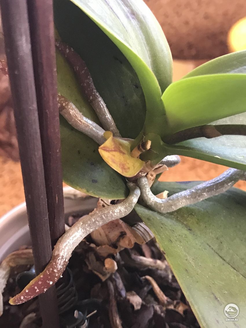 Новые корни орхидеи от главного стебля коричневые, а не зеленые. В чем дело?