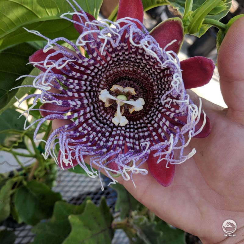 Фиолетовый тигровый цветок пассифлоры (Страстоцвет красноплодный 'Рубиновое свечение' )