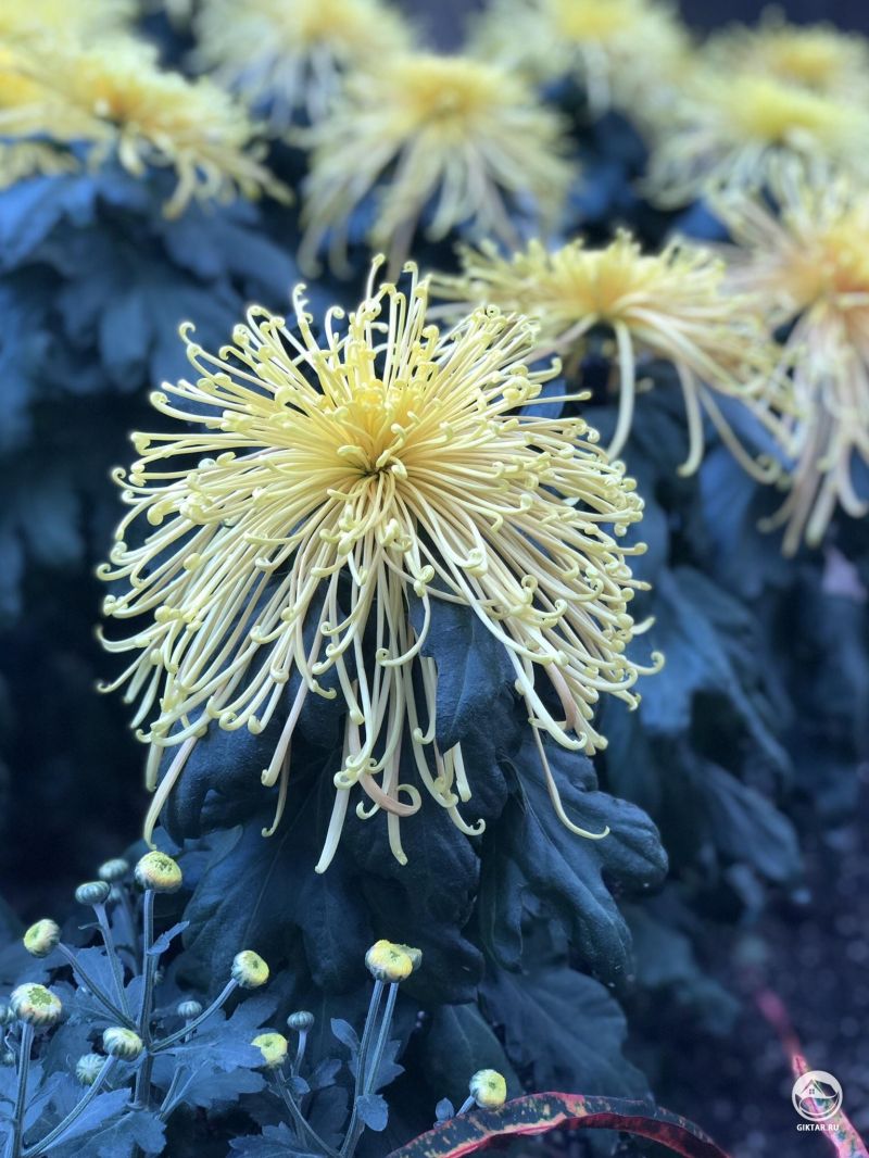 Хризантема паукообразная желтая