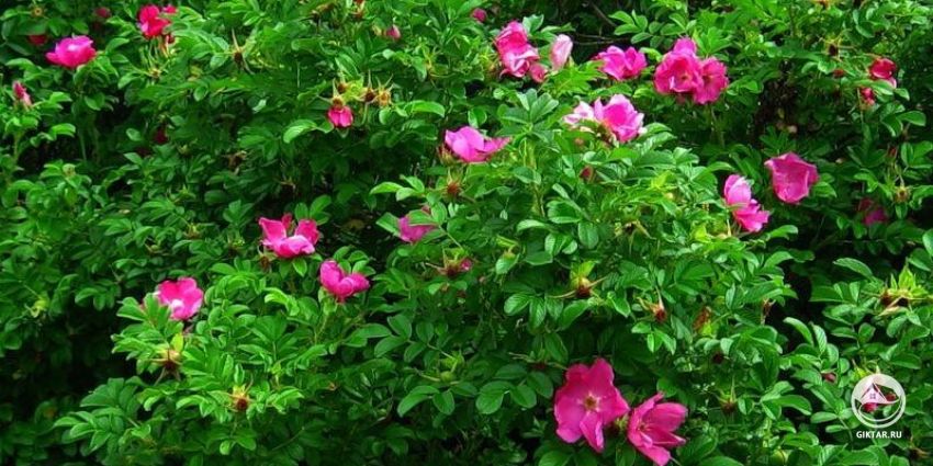 шиповник плодовый Яблочный Шиповник плодовый Яблочный. Цветение.