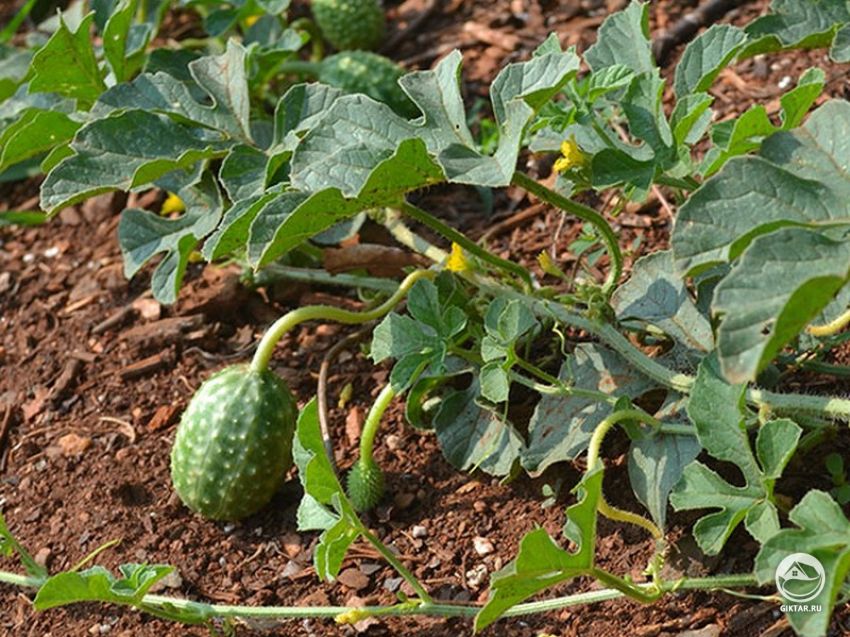 Ангурия или Арбузный огурец Ангурия или Арбузный огурец