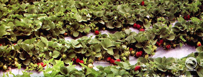 Варианты посадки клубники