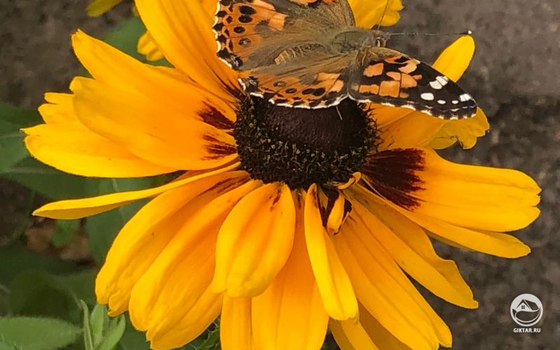 Репейница на рудбекии