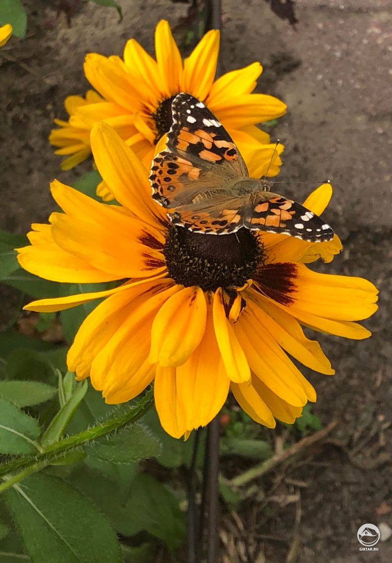 Репейница на рудбекии