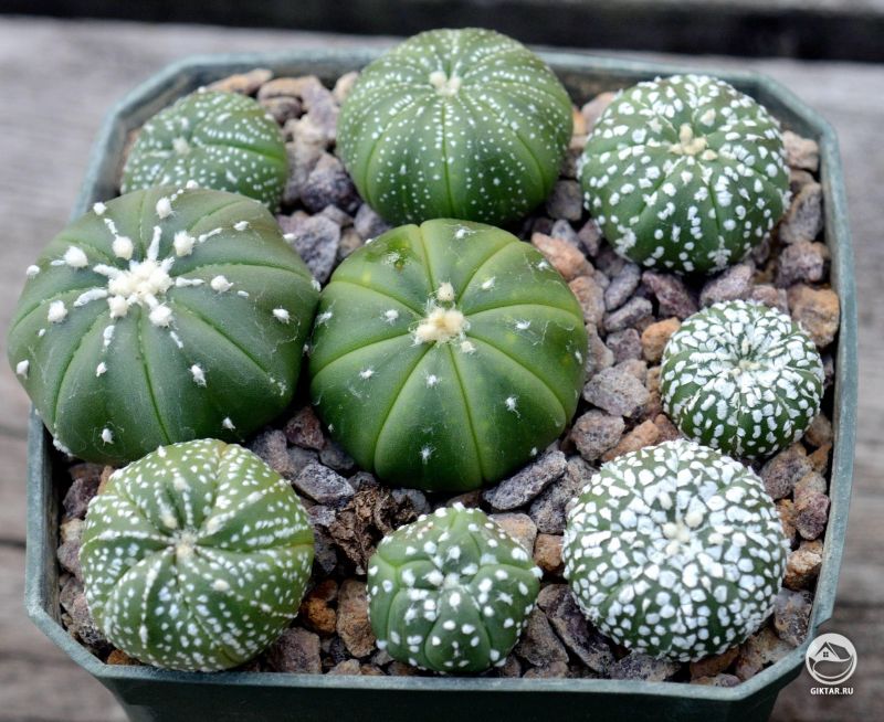 Астрофитум звездчатый, выращенный из семян.