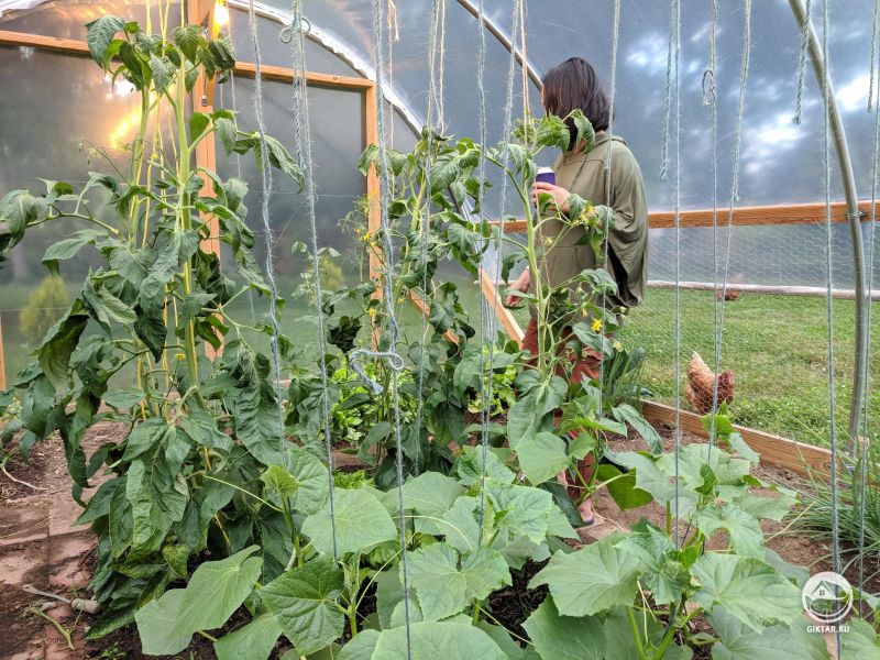 Наши счастливые часы в теплице - ритуал подвешивания :)